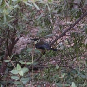 Acanthorhynchus tenuirostris at Michelago, NSW - 5 Apr 2019
