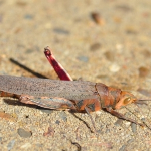 Pardillana limbata at Wamboin, NSW - 14 Jan 2019 12:28 PM