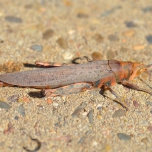 Pardillana limbata at Wamboin, NSW - 14 Jan 2019