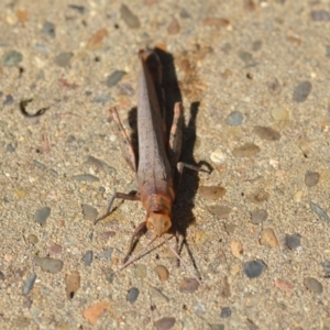 Pardillana limbata at Wamboin, NSW - 14 Jan 2019 12:28 PM