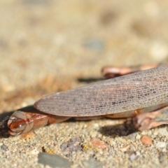 Pardillana limbata at Wamboin, NSW - 14 Jan 2019