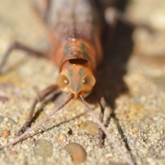 Pardillana limbata at Wamboin, NSW - 14 Jan 2019 12:28 PM