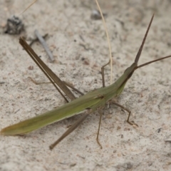 Acrida conica (Giant green slantface) at Michelago, NSW - 17 Mar 2019 by Illilanga