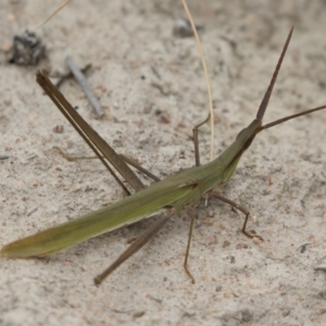 Acrida conica at Michelago, NSW - 17 Mar 2019 12:22 PM