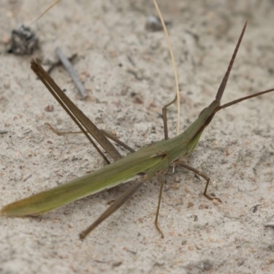 Acrida conica (Giant green slantface) at Michelago, NSW - 17 Mar 2019 by Illilanga