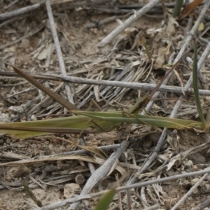 Acrida conica at Michelago, NSW - 17 Mar 2019 12:22 PM