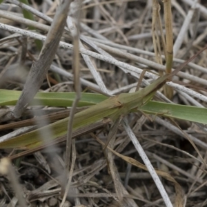 Acrida conica at Michelago, NSW - 17 Mar 2019 12:22 PM