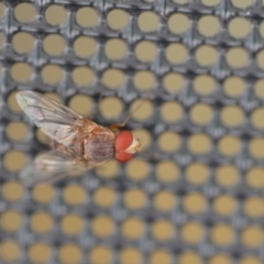 Palpostoma sp. (genus) (Tachinid fly) at QPRC LGA - 15 Jan 2019 by natureguy