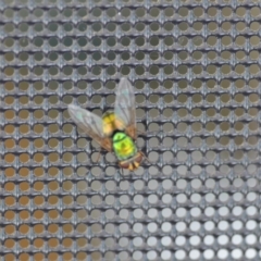 Rutilia (Microrutilia) sp. (genus & subgenus) (A Bristle fly) at QPRC LGA - 15 Jan 2019 by natureguy