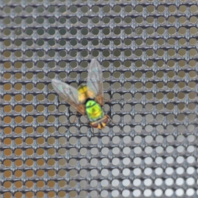 Rutilia (Microrutilia) sp. (genus & subgenus) (A Bristle fly) at Wamboin, NSW - 15 Jan 2019 by natureguy