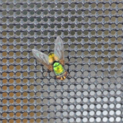 Rutilia (Microrutilia) sp. (genus & subgenus) (A Bristle fly) at Wamboin, NSW - 15 Jan 2019 by natureguy