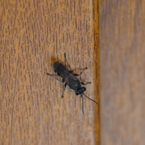 Crabroninae (subfamily) at Wamboin, NSW - 15 Jan 2019 05:20 PM