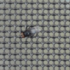 Unidentified True fly (Diptera) at QPRC LGA - 15 Jan 2019 by natureguy