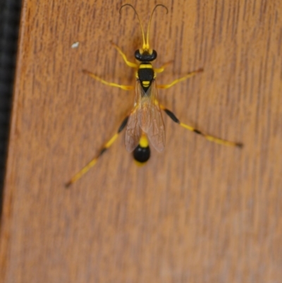 Sceliphron laetum (Common mud dauber wasp) at Wamboin, NSW - 15 Jan 2019 by natureguy