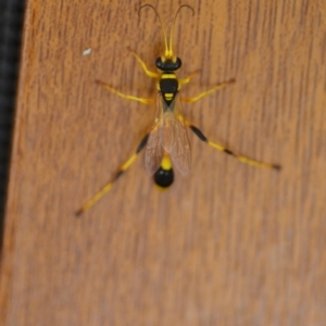 Sceliphron laetum at Wamboin, NSW - 15 Jan 2019