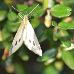 Pieris rapae (Cabbage White) at Wamboin, NSW - 16 Jan 2019 by natureguy