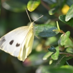 Pieris rapae at Wamboin, NSW - 16 Jan 2019