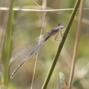 Xanthagrion erythroneurum at Michelago, NSW - 25 Feb 2019