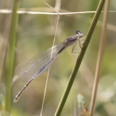 Xanthagrion erythroneurum (Red & Blue Damsel) at Michelago, NSW - 25 Feb 2019 by Illilanga