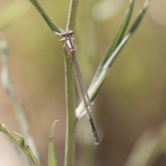 Xanthagrion erythroneurum at Michelago, NSW - 25 Feb 2019