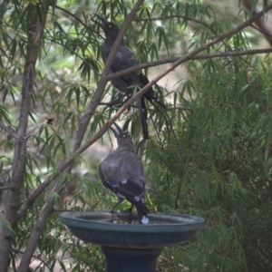 Strepera versicolor at Wamboin, NSW - 16 Jan 2019