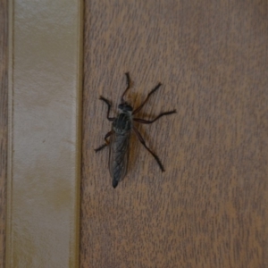 Zosteria sp. (genus) at Wamboin, NSW - 16 Jan 2019 08:27 PM