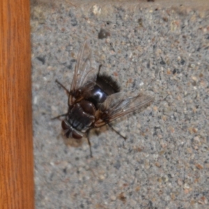 Rutilia (Donovanius) sp. (genus & subgenus) at Wamboin, NSW - 16 Jan 2019 08:28 PM