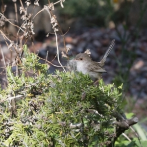 Malurus cyaneus at Michelago, NSW - 3 Dec 2018