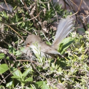 Malurus cyaneus at Michelago, NSW - 3 Dec 2018