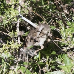 Malurus cyaneus at Michelago, NSW - 3 Dec 2018