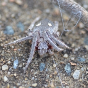 Hortophora sp. (genus) at Wamboin, NSW - 17 Jan 2019