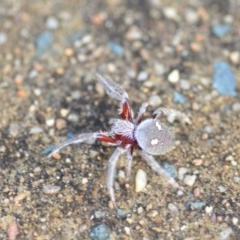 Hortophora sp. (genus) at Wamboin, NSW - 17 Jan 2019