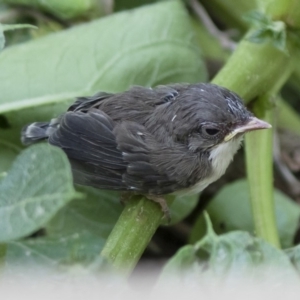 Malurus cyaneus at Michelago, NSW - 3 Jan 2019