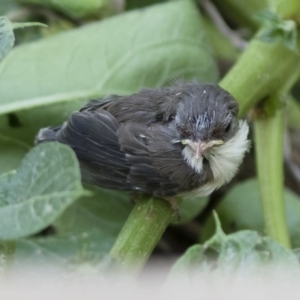 Malurus cyaneus at Michelago, NSW - 3 Jan 2019