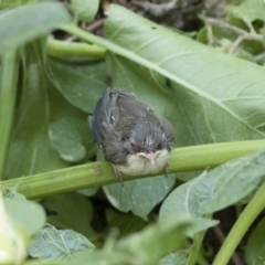 Malurus cyaneus at Michelago, NSW - 3 Jan 2019