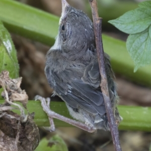 Malurus cyaneus at Michelago, NSW - 3 Jan 2019