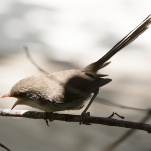 Malurus cyaneus at Michelago, NSW - 3 Jan 2019