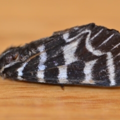 Comocrus behri (Mistletoe Day Moth) at QPRC LGA - 17 Jan 2019 by natureguy