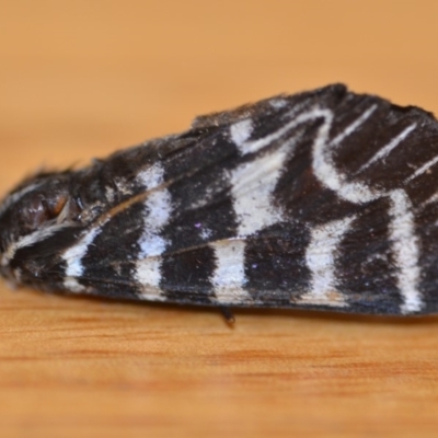 Comocrus behri (Mistletoe Day Moth) at Wamboin, NSW - 17 Jan 2019 by natureguy