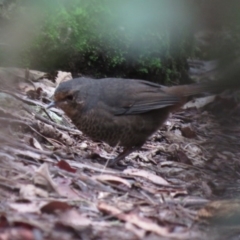 Pycnoptilus floccosus (Pilotbird) at Tidbinbilla Nature Reserve - 25 Apr 2019 by KumikoCallaway