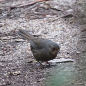 Pycnoptilus floccosus at Paddys River, ACT - 25 Apr 2019 11:31 AM