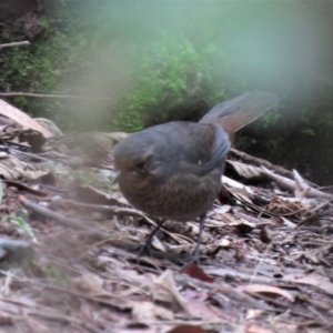 Pycnoptilus floccosus at Paddys River, ACT - 25 Apr 2019