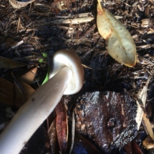 Oudemansiella gigaspora group at Mirador, NSW - 26 Apr 2019