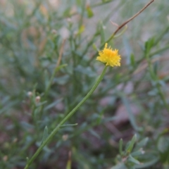 Calotis lappulacea (Yellow Burr Daisy) at Pollinator-friendly garden Conder - 17 Apr 2019 by michaelb