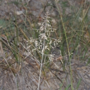 Eragrostis curvula at Tennent, ACT - 13 Apr 2019