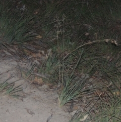 Eragrostis curvula at Tennent, ACT - 13 Apr 2019