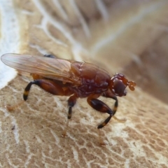 Tapeigaster argyrospila (Fungus fly) at Campbell Park Woodland - 25 Apr 2019 by Christine