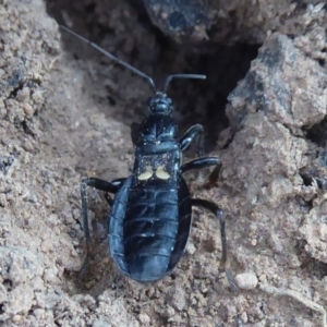 Peirates sp. (genus) at Majura, ACT - 25 Apr 2019