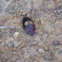 Sphallomorpha sp. (genus) (Unidentified Sphallomorpha ground beetle) at Campbell Park Woodland - 25 Apr 2019 by Christine