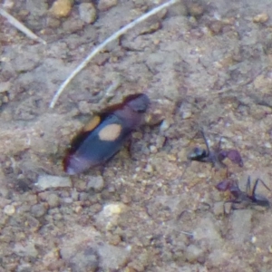 Sphallomorpha sp. (genus) at Majura, ACT - 25 Apr 2019 03:51 PM